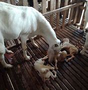 Kambing Melahirkan Kembar Belajar Bermain Dengan Anaknya Sendiri