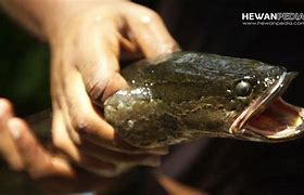 Mimpi Dapat Ikan Gabus Banyak Artinya